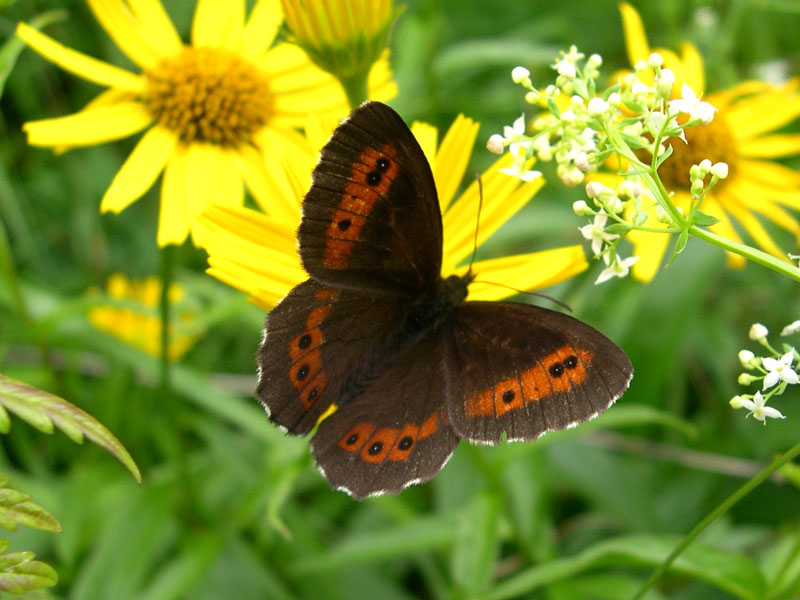 Erebia ligea